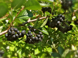 Aronia Berry: Health Benefits, Nutrition and More..