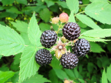 Black Raspberry: Health Benefits, Nutrition and More